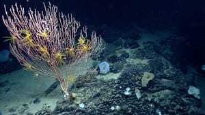 Trump riapre la pesca commerciale in una zona protetta dell'Atlantico